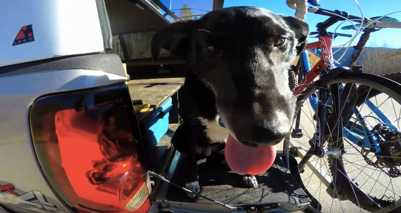 Mountain Bike vs Mountain Dog