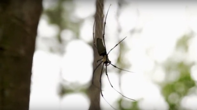 Teaser - 2016 UCI MTB World Cup presented by Shimano // Cairns (AUS)