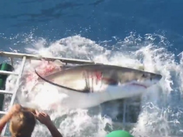 Random Fridays: Great White Shark Cage Breach Accident