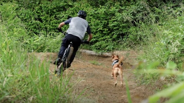 Video: Trail Dog MTB w/ Bernardo Teixeira