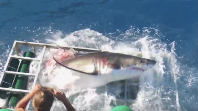 Random Fridays: Great White Shark Cage Breach Accident