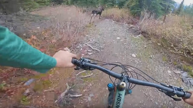 I Almost Hit A Moose In A Private Park