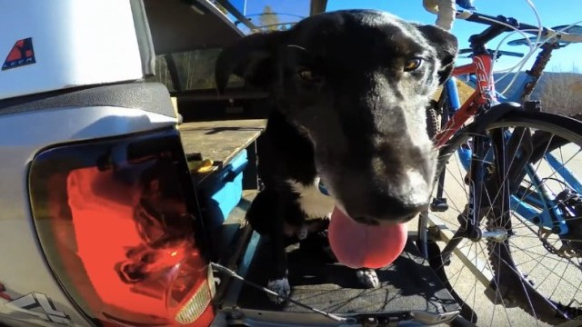 Mountain Bike vs Mountain Dog