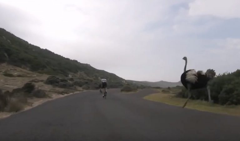 Cyclists Chased By An Ostrich