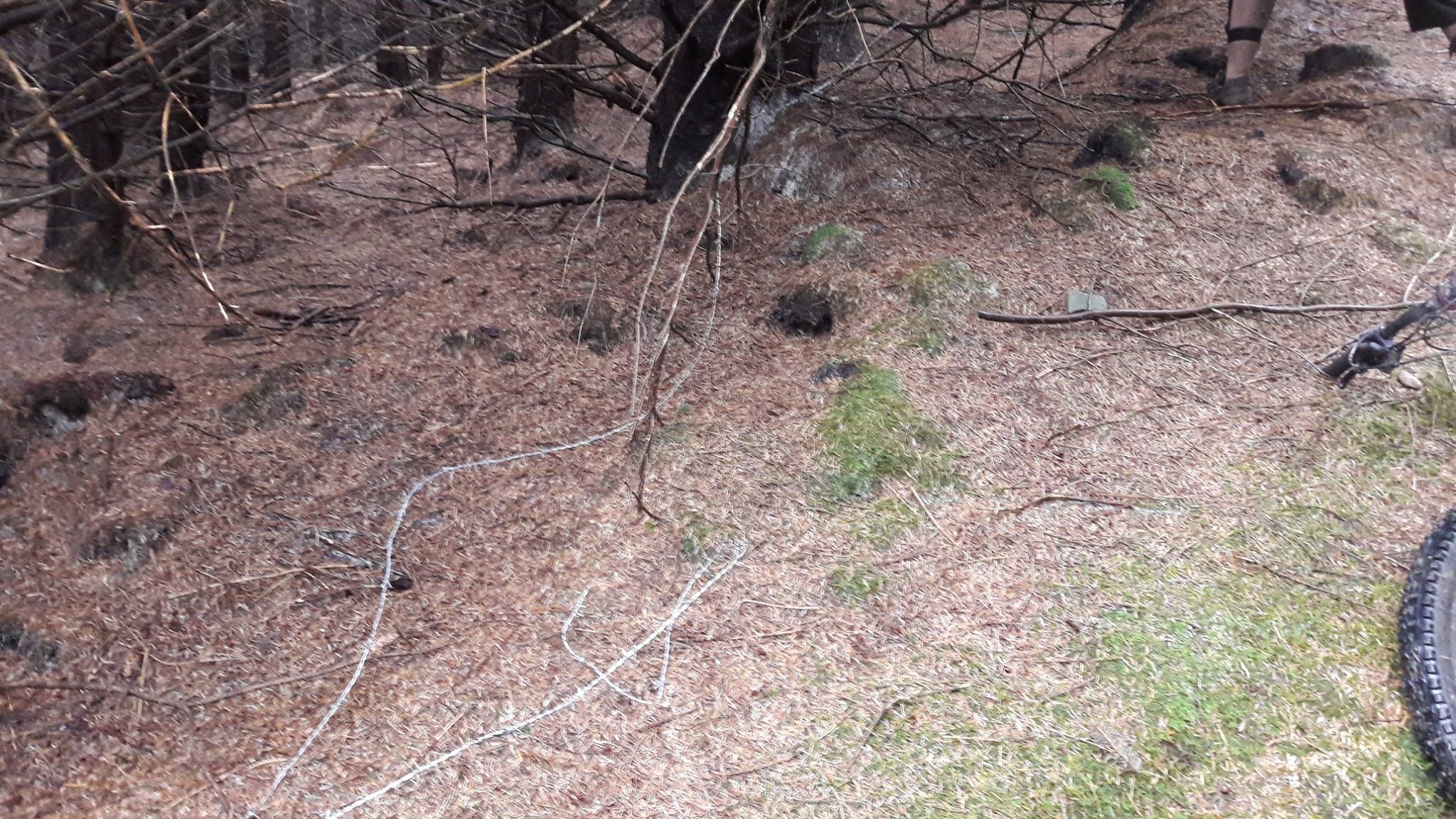 Afan Trail Sabotage: Neck Height Barbed Wire