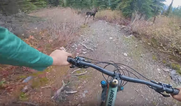 I Almost Hit A Moose In A Private Park