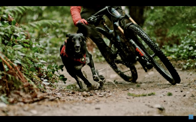 A Dog's Tale