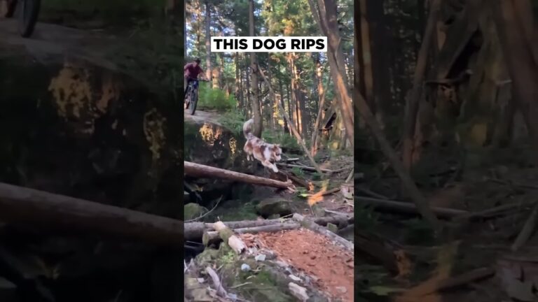 Moka the trail dog tows in Jono Lo on the hill MTB